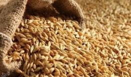 نرخ مصوب گندم صنف و صنعت 53 هزار تومان تعیین شد