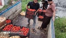 ارسال ۲۰۰تن انواع محصولات کشاورزی از هشتبندی برای پشتیبانی از رزمندگان
