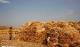 بیش از ۸.۲ میلیون تن گندم تحویل دولت شد