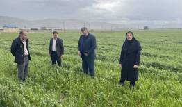 هشدار جدی درباره سرمازدگی بهاره غلات در لرستان