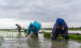 سیاست حمایتی دولت برای برنج تولید داخل، افزایش قیمت است