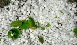  خسارت تگرگ به اراضی کشاورزی ۶ روستای کنگاور  