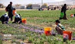 تولید زعفران، گل محمدی و خرمای ایران در رتبه نخست جهانی