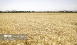 افزایش قیمت گندم در بازار جهانی