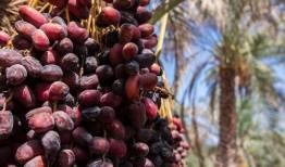 دپوی ۷ هزار کانتینر خرما در مرزها و ورود دادستانی به موانع صادراتی