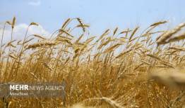 «طرح اعتباری گندم» کارایی برای گندم‌کار ندارد