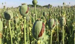 کشف ۴۳ کیلوگرم غوزه خشخاش و انهدام یک حلقه تولید تریاک در پیشوا
