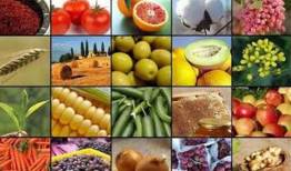 صادرات 20 محصول کشاورزی آزاد شد