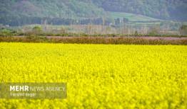 کشت بیش از ۶ هزار هکتار دانه‌های روغنی در لرستان