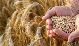 خرید تضمینی گندم از یک میلیون تن گذشت