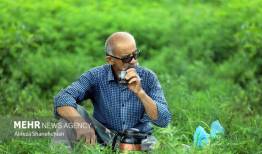 ۶۶ هزار تن برگ سبز چای خرید تضمینی شد