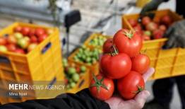 اجرای طرح کشت پاییزه گوجه‌فرنگی در ۵ استان جنوبی