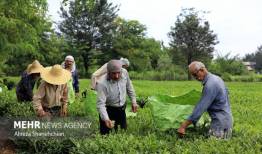 پرداخت مطالبات چایکاران از هفته آینده