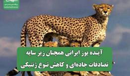 آینده یوز ایرانی همچنان زیر سایه تصادفات جاده‌ای و کاهش تنوع ژنتیکی