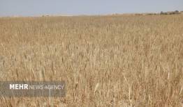 تحویل گندم نسبت به مدت مشابه سال قبل کاهش یافته است
