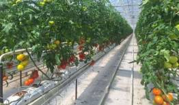 جعفرنژاد: سطح گلخانه‌های فعال آذربایجان شرقی از ۴۰۰ هکتار فراتر رفت