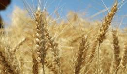 پرداخت تنها یک‌سوم مطالبات گندم‌کاران؛ لزوم اصلاح تأمین منابع