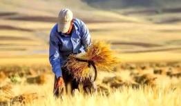 خبر وزیر درباره پرداخت یارانه مستقیم به کشاورزان