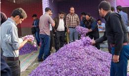 طلای سرخ ایرانی در افغانستان چه می‌کند؟