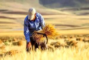 خبر خوش برای گندمکاران/ مطالبات در این تاریخ پرداخت می شود
