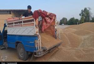 ورود دلالان با پول نقد به بازار گندم با قیمت 38 تا 44 هزار تومان