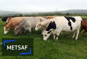 وام بلاعوض برای جبران کمبود کودشیمیایی گاوداران رومانی