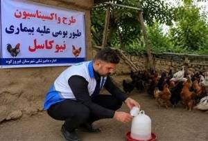 طیور بومی استان تهران علیه نیوکاسل رایگان واکسینه شدند