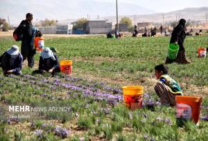 تولید زعفران، گل محمدی و خرمای ایران در رتبه نخست جهانی