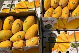 آغاز ثبت سفارش واردات انبه و چای