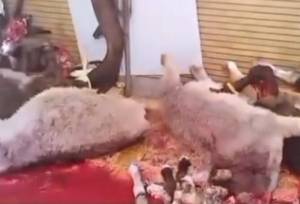 هرگونه کشتار و عرضه گوشت الاغ و اسب تخلف است