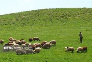 بیش از ۳۰ درصد تولید گوشت کشور به مراتع وابسته است