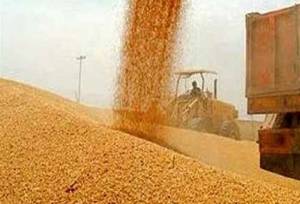 مجوز واردات گندم صنف و صنعت صادر شد