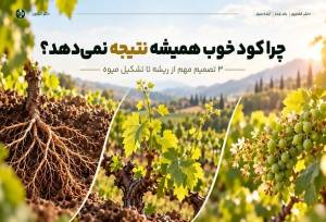 ۳ تصمیم مهم از ریشه تا تشکیل میوه