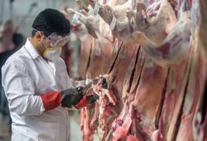 کاهش ۱۱ درصدی عرضه گوشت قرمز در مرداد ۱۴۰۵