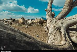 تداوم تولید گوشت و شیر در روستا و عشایر، در معرض یک پرسش جدی