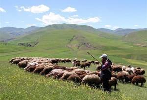 افزایش تولید دام سبک و گوشت قرمز دامداران عشایری