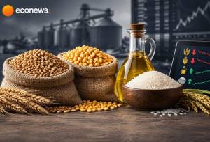 افت قیمت گندم و ذرت در برابر گرانی روغن و برنج