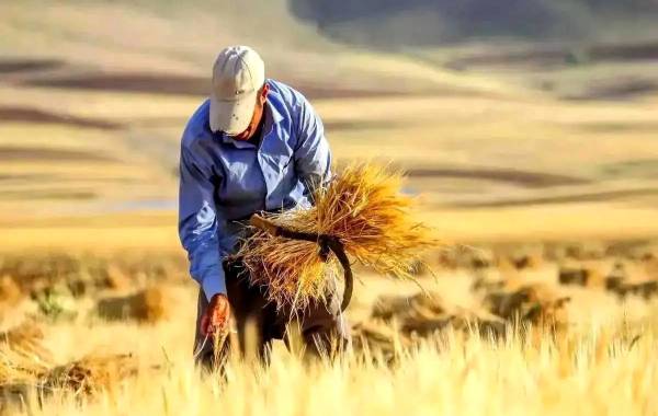 مطالبات گندمکاران در این تاریخ پرداخت میشود