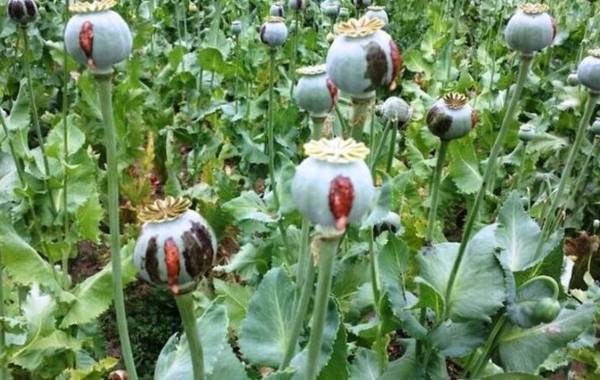 کشف محموله عظیم مواد مخدر در تهران