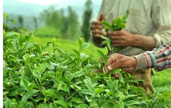 امسال 44 هزار تن برگ سبز چای خریداری شد