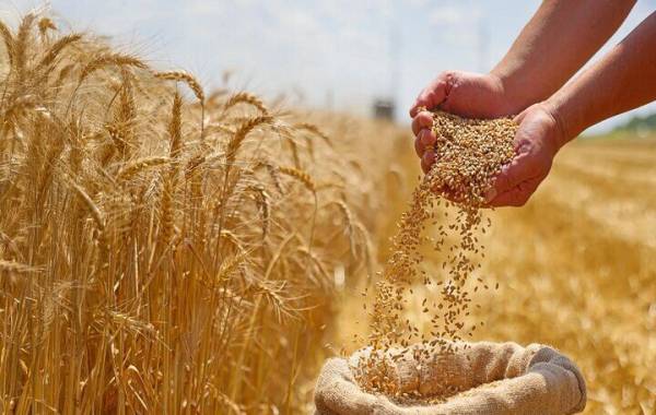 وعده پرداخت ۱۰۰ همتی دولت به گندمکاران