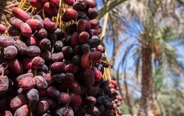 ورود دادستانی به دپوی ۷ هزار کانتینر خرما در مرزها 