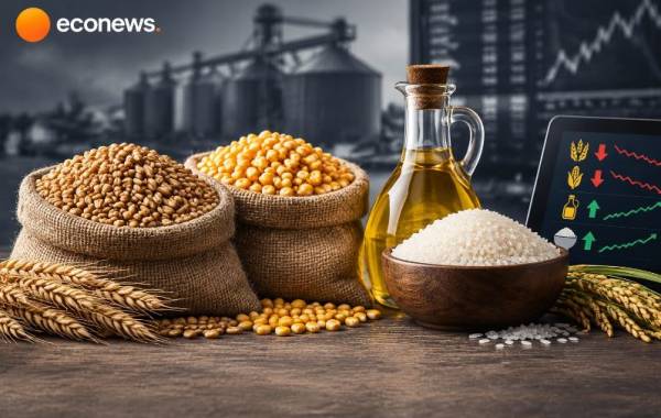 افت قیمت گندم و ذرت در برابر گرانی روغن و برنج