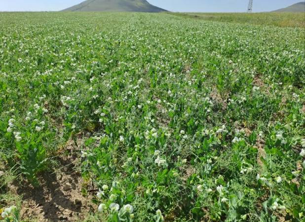 کشت نخود علوفه‌ای در دیمزارها تولید علوفه را بهبود می‌بخشد