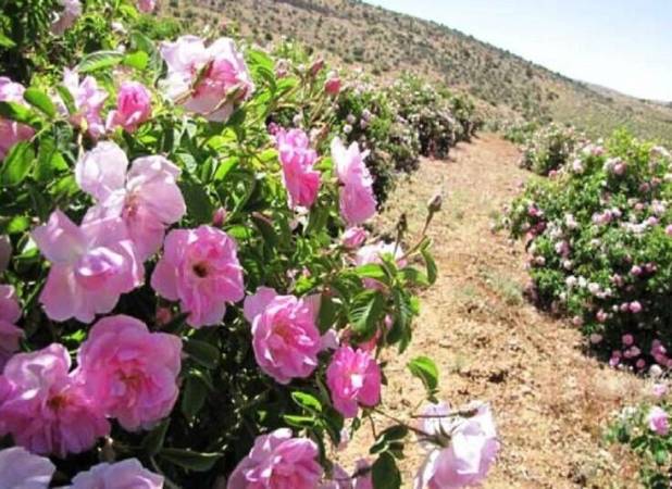 برداشت نوبرانه گل محمدی از اراضی شهرستان طارم