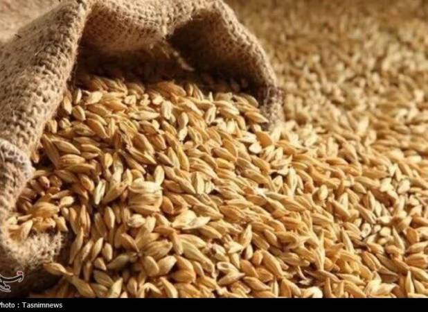 نرخ مصوب گندم صنف و صنعت 53 هزار تومان تعیین شد