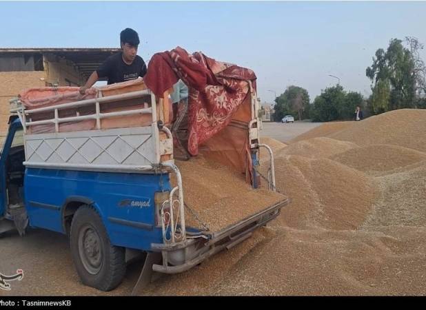 ورود دلالان با پول نقد به بازار گندم با قیمت 38 تا 44 هزار تومان