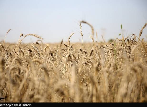 تأکید دیوان محاسبات بر تأمین منابع خرید تضمینی گندم