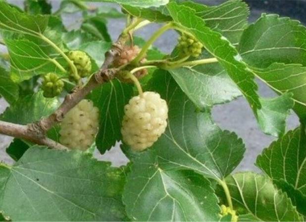 نوغان‌داری مازندران در مسیر رونق است