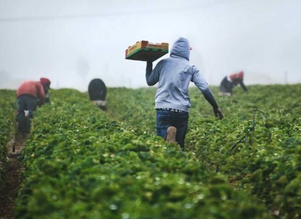 افزایش شدید قیمت محصولات کشاورزی جهانی/ جنگ و آب‌وهوا قیمت‌ها را بالا برد